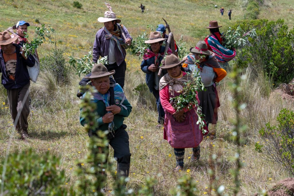 proyecto de reforestacion en tantaccalla